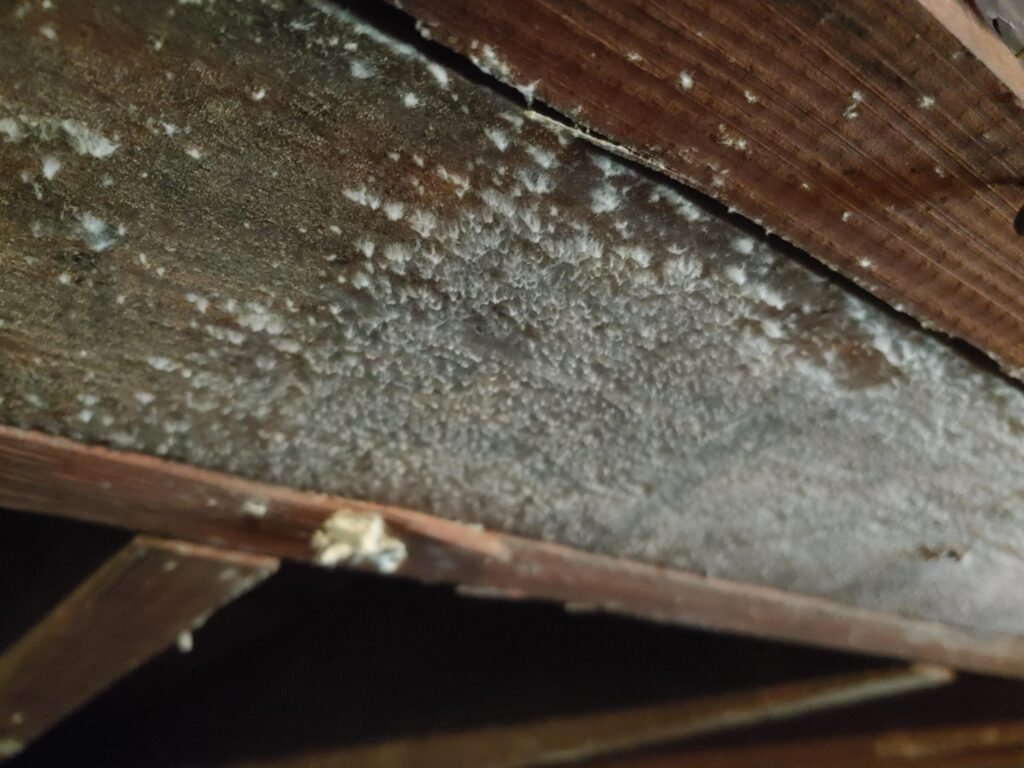 Attic Mold