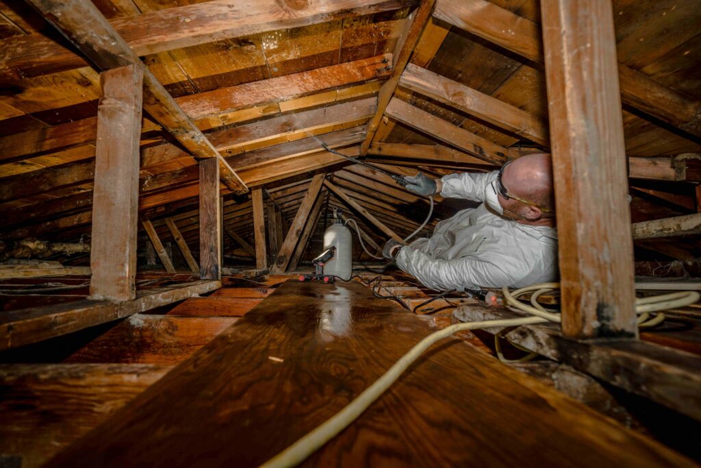 Attic mold