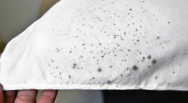 Mold Growth on Clothes