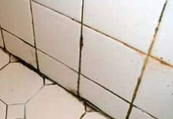 Mold on Tile and Grout