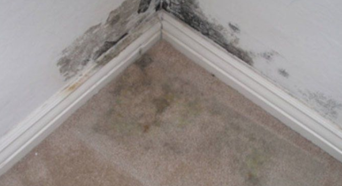 Mold in Carpet and on wall