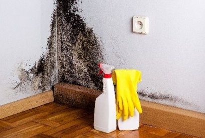 Mold covered wall