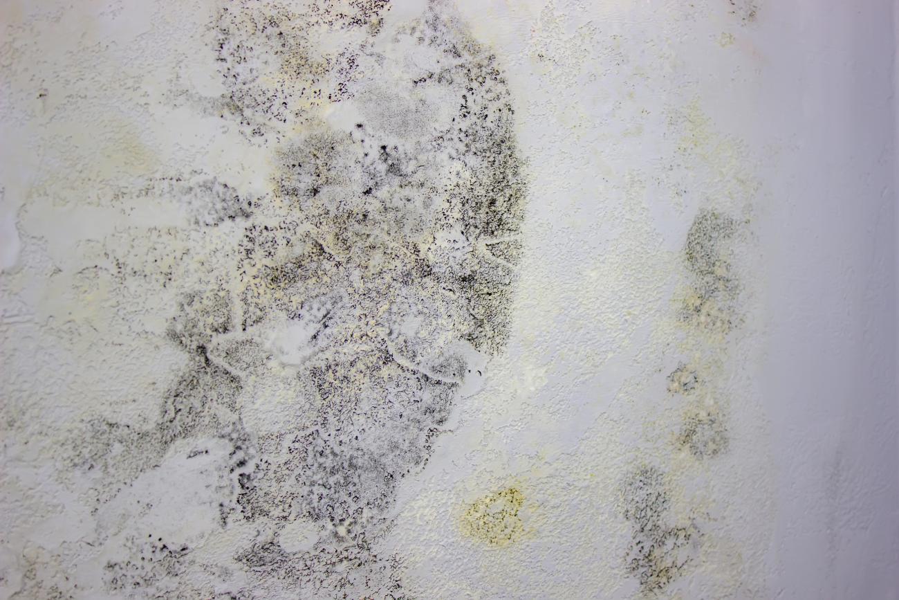 Why DIY Mold Removal Can Make Things Worse