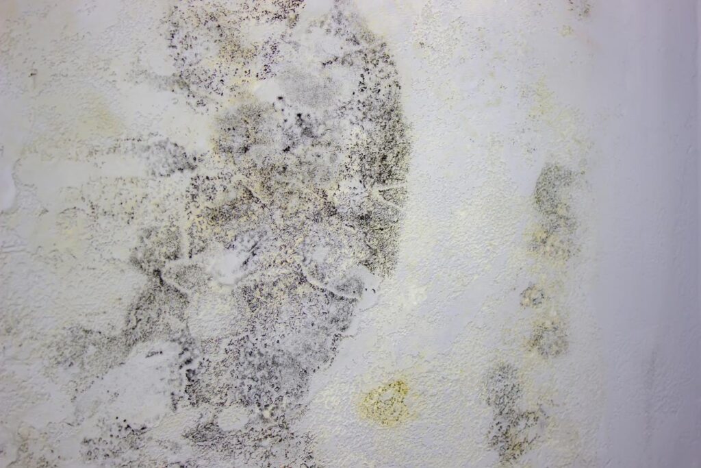 mold growth