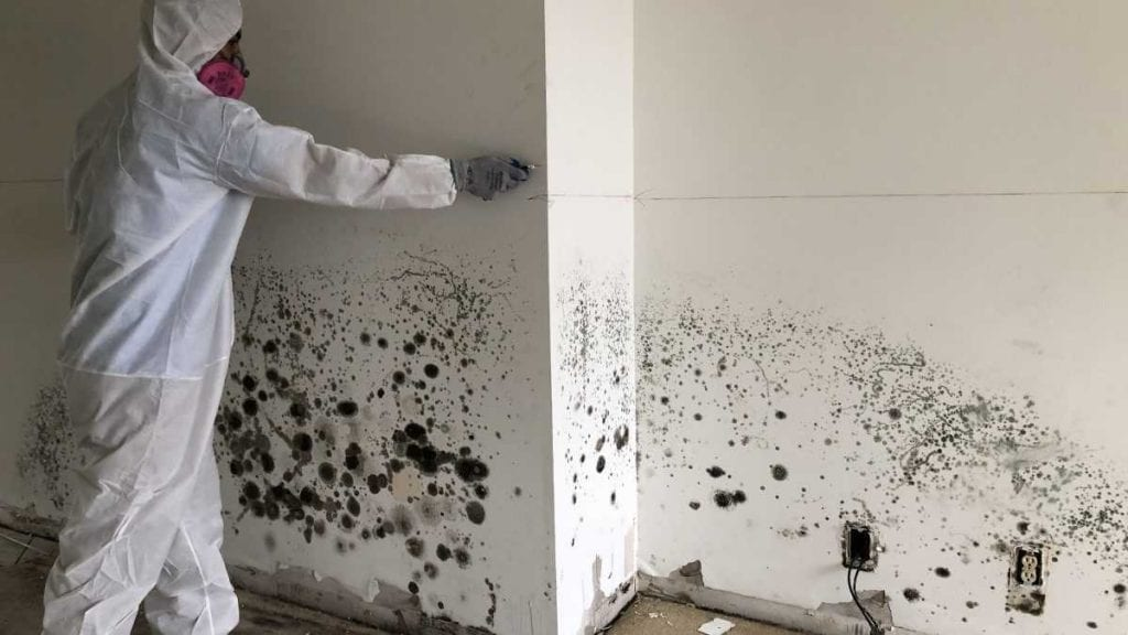 Mold Removal | Mold on Wall