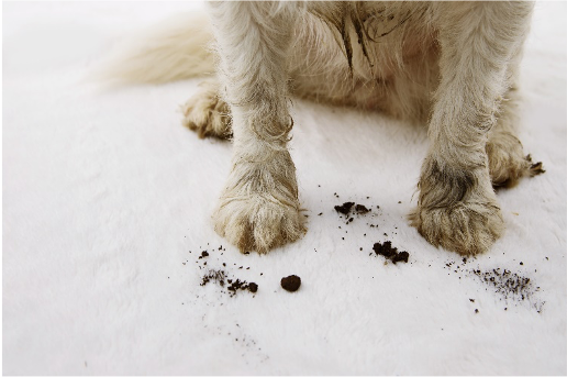 pets safe | Dog Paws