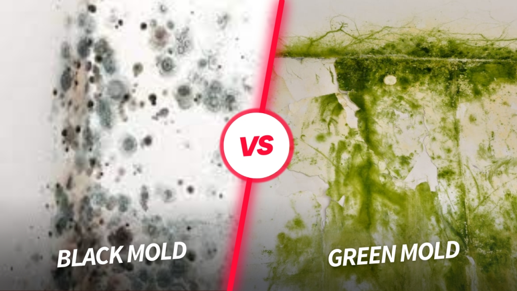green mold experts | black mold vs green mold