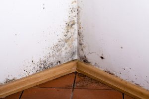 mold inspection in winston salem
