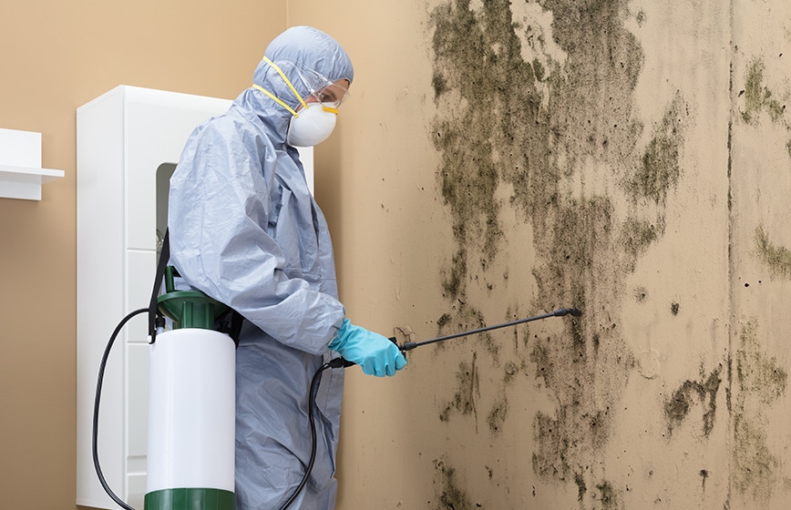 mold inspection in winston salem