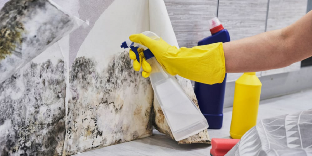 mold inspection in winston salem