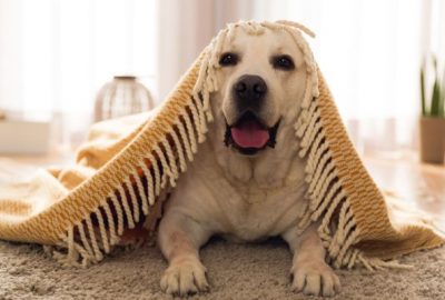 Pets Safe