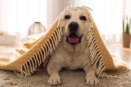 Pets Safe