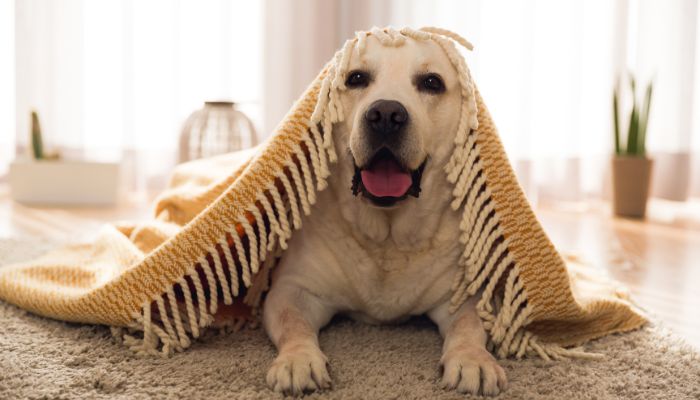 Pets Safe