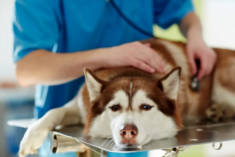 Dog recieving a checkup