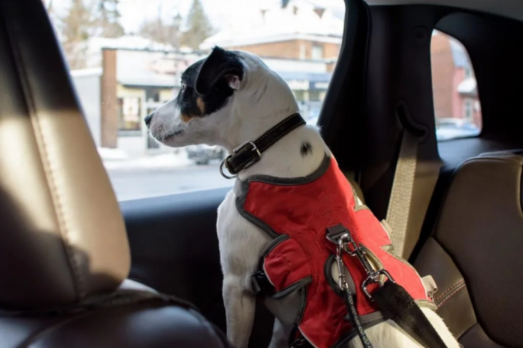 dog looking out car window