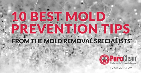 10 best mold prevention tips infographic