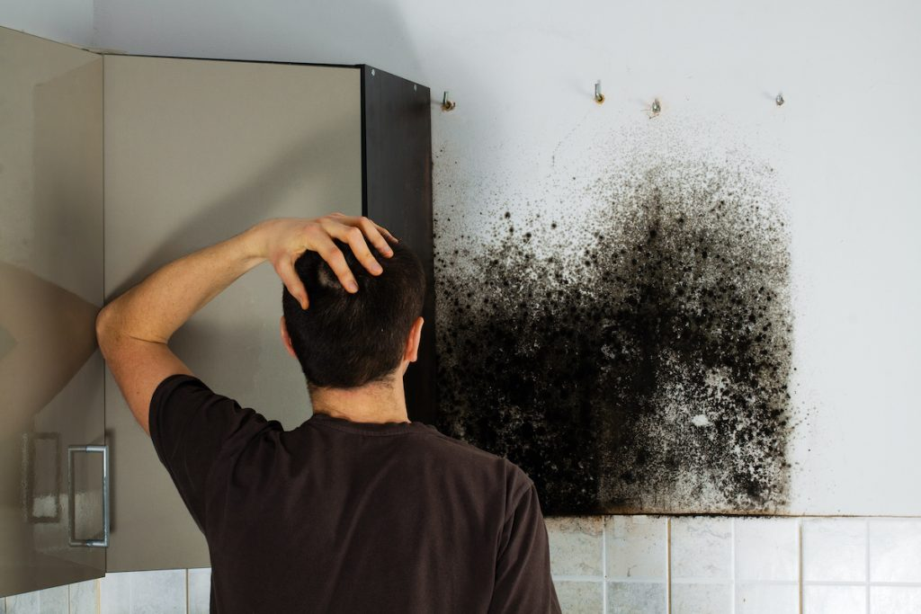 Black Mold