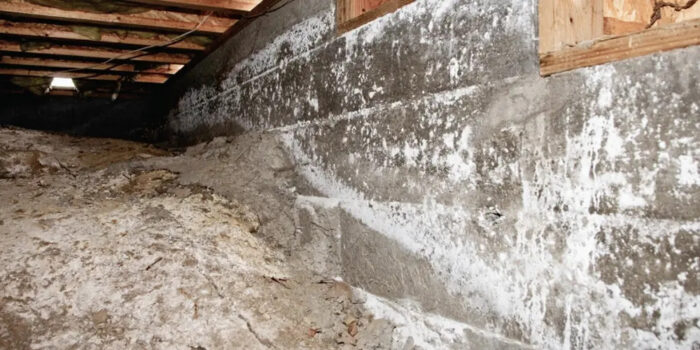 Mold in crawlspace