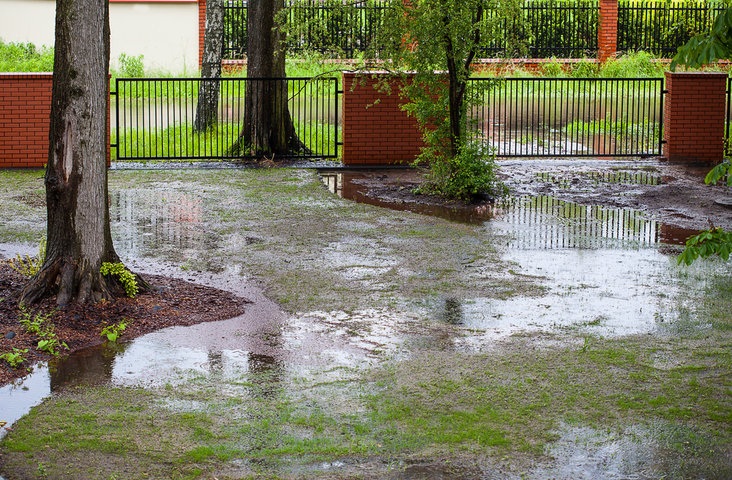 A flooded garden in Syracuse.