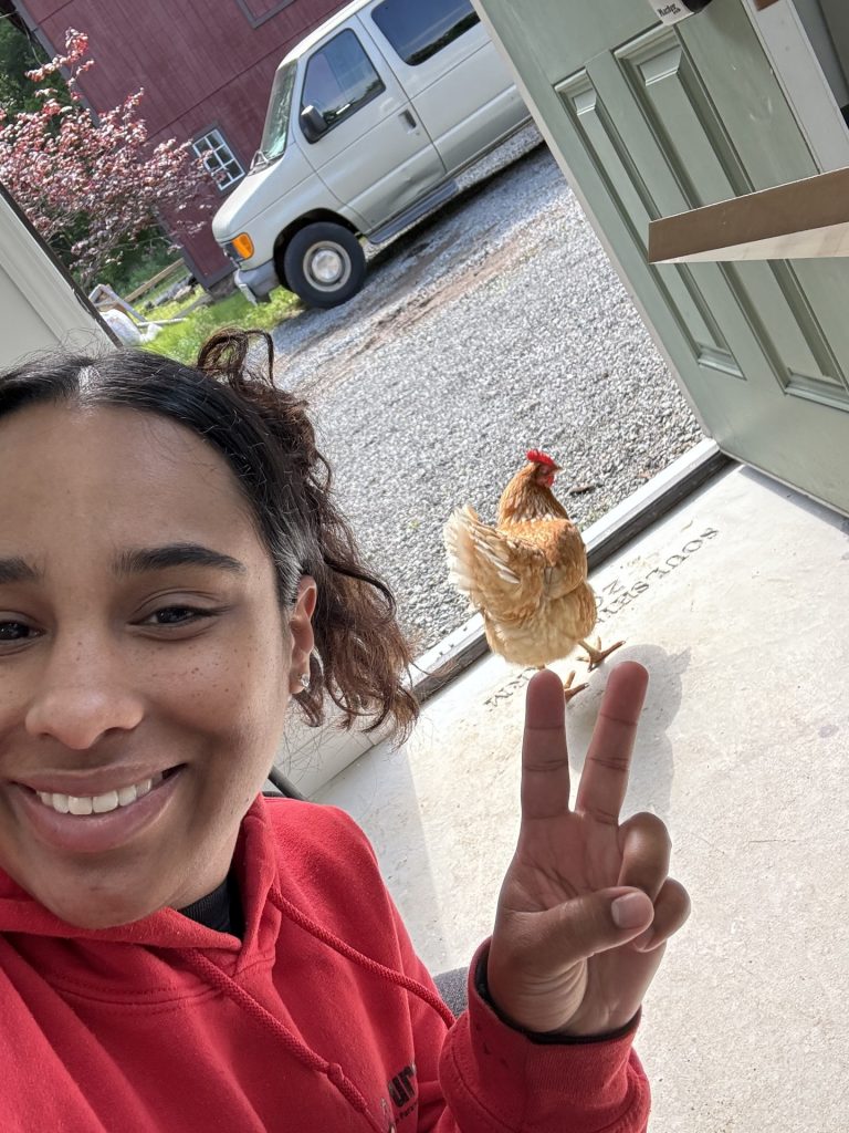 Chickens freely roaming the grounds of Paradise Farm during PuroClean's volunteer day