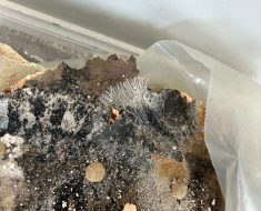 nasty mold growth in long beach, california, mold growth on the inside aspect of drywall.