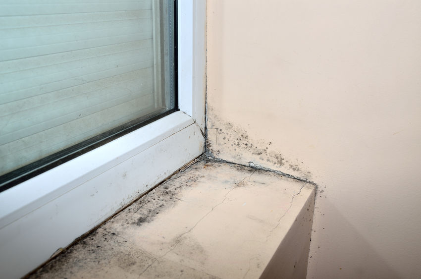 Mold Remediation in Orlando