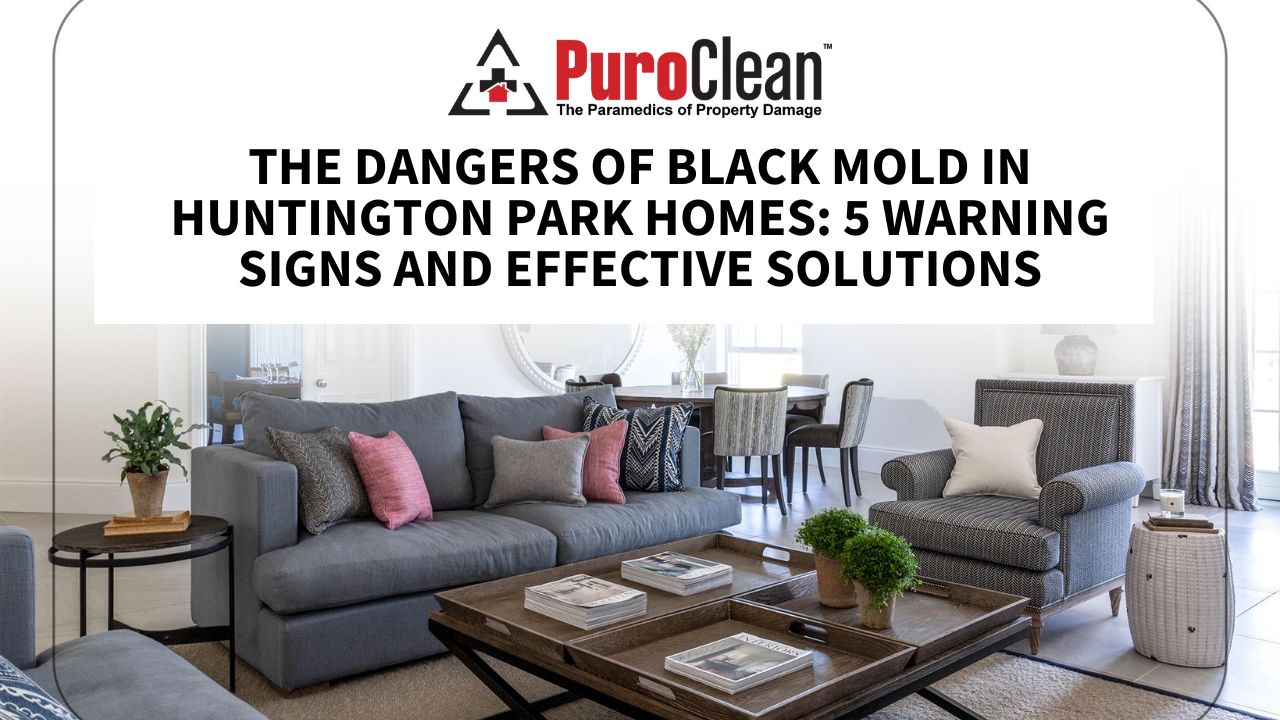 The Dangers of Black Mold in Huntington Park Homes: 5 Warning Signs and Effective Solutions