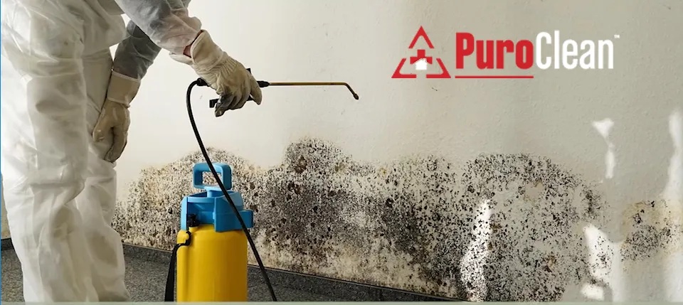 Black Mold Insurance Claims – What You Need to Know in 2025