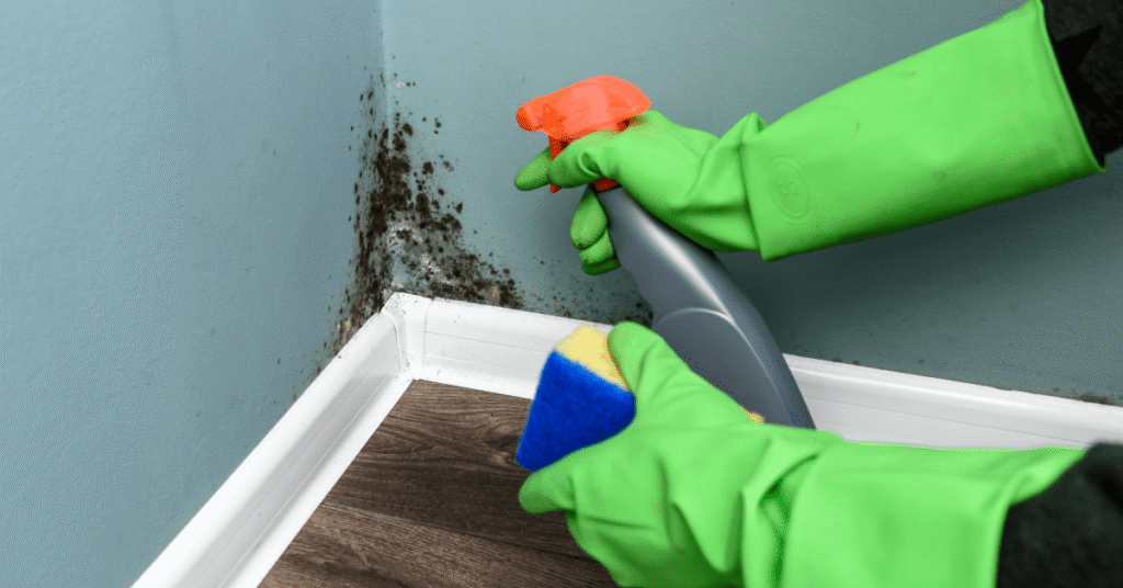 <strong>Mold Remediation Services from PuroClean Certified Restoration</strong>