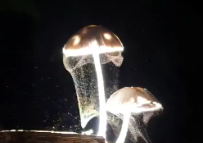 mold spores