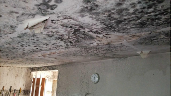 mold cleanup near me with PuroClean Northwest