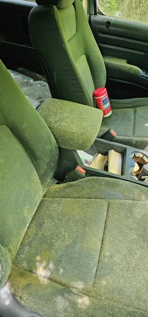 The extensive mold growth within the truck.