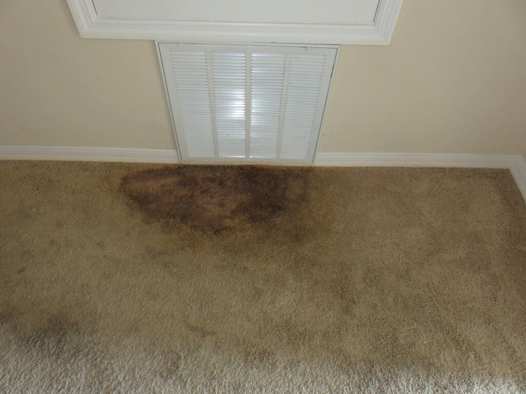 moldy smell out of carpet