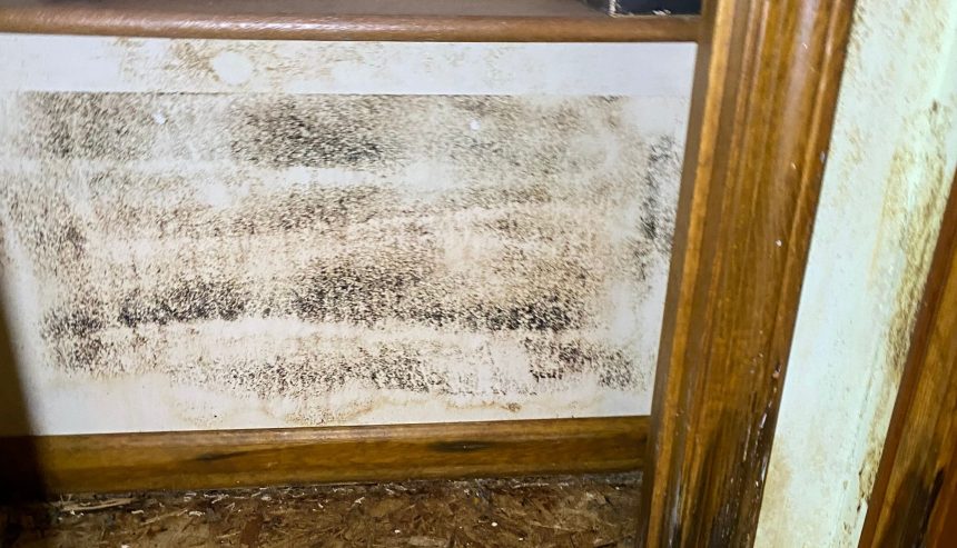 Mold growth