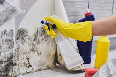 bleach kill mold