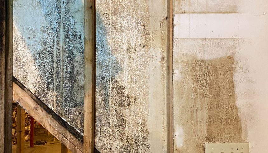 Mold in walls