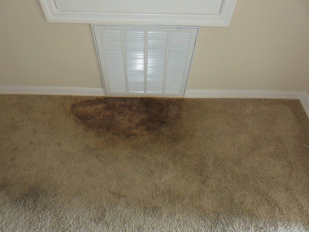moldy smell out of carpet