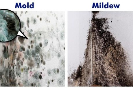 Mold and mildew