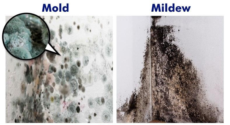 Mold and mildew