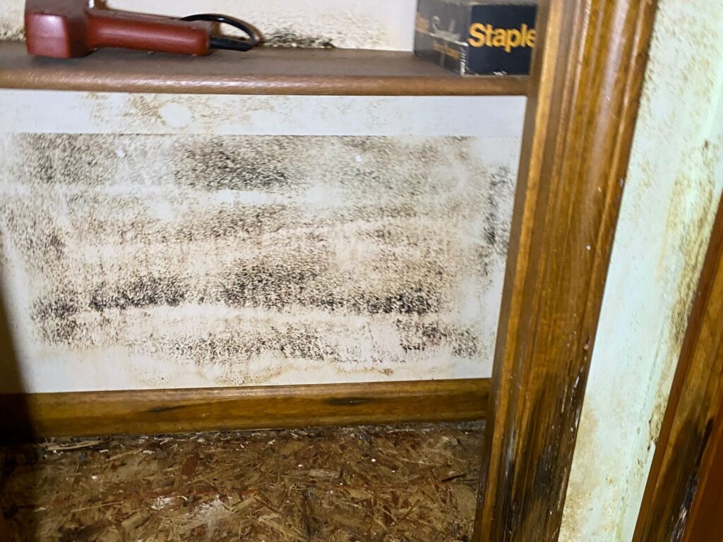 Mold growth