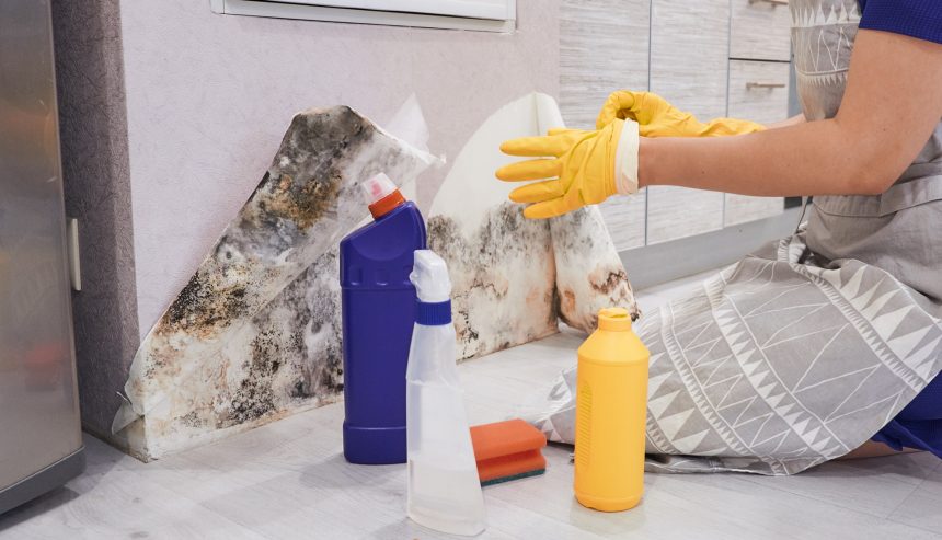 Housekeeper cleaning mold from a wall