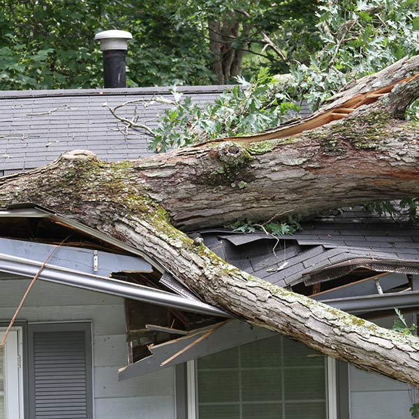 Fallen tree on a residential roof after a storm — tree strike roof damage