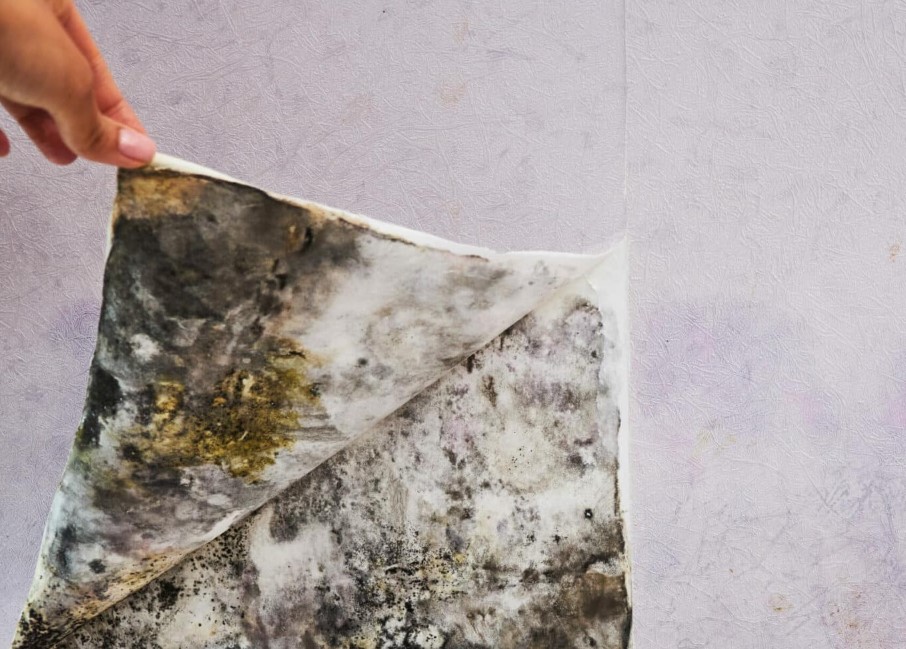 Mold