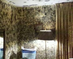 mold wall nj new jersey remediation home restoration