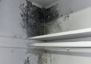 closeup of closet mold