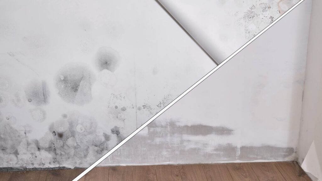 black mold cleanup