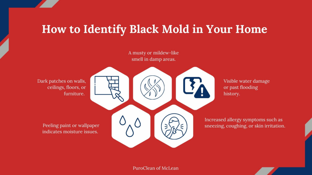 Identify Black Mold in Your Home