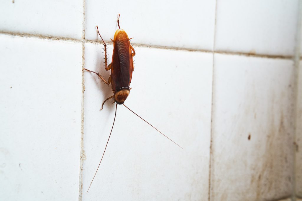 insects in the bathroom caused by water damage