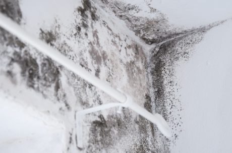 black mold cleanup