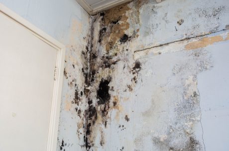 mold after water damage